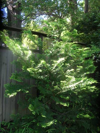 Crippsii Golden Hinoki Cypress